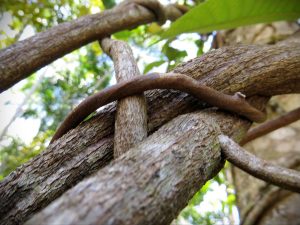 Ayahuasca Vines Paititi Institute Iquitos Peru Greg Goodman AdventuresofaGoodMan 2014 04 10 11 59 41 300x225