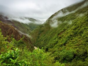 lush landscape 300x225