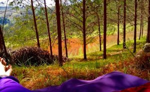 lounging in forest gaia sagrada b 300x185